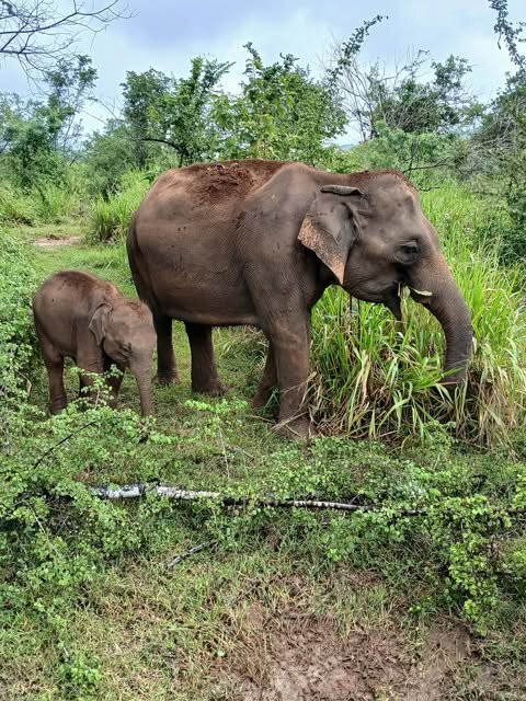 Mahaweli Tours & Holidays-Kandana必去景点