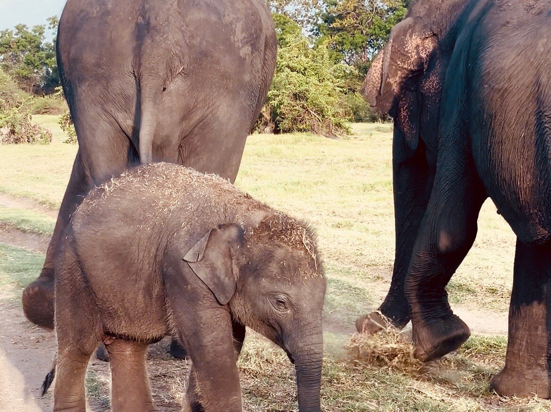 Elee'way Safari Habarana-哈巴拉娜必去景点
