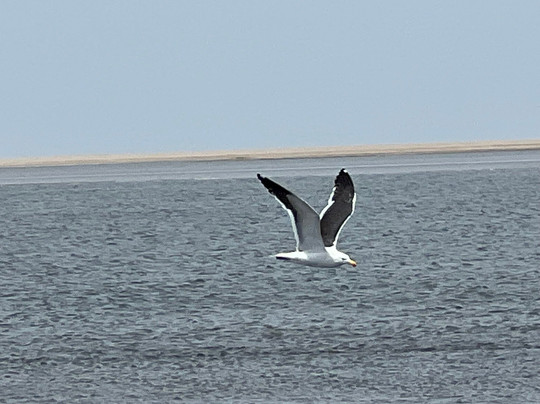 Flamingo lagoon-华维斯湾必去景点