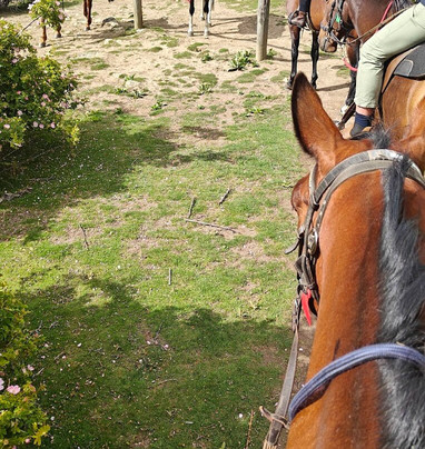 麦肯西高山骑马之旅－一日游-特卡波湖必去景点