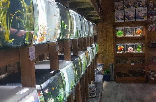 Amaita - Peces Tropicales - Irun