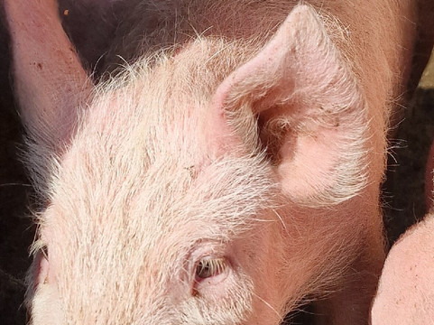 香格里拉虎跳峡卓玛客栈