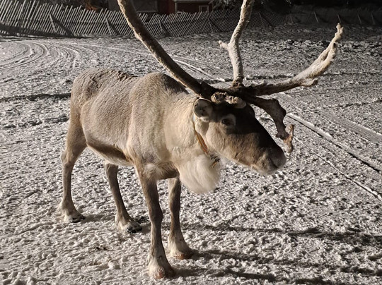 Jaakkola Reindeer Farm-Luosto必去景点