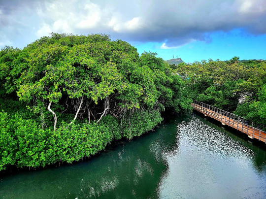 Curaçao Rif Mangrove Park