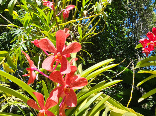National Orchid Garden-莫尔兹比港必去景点