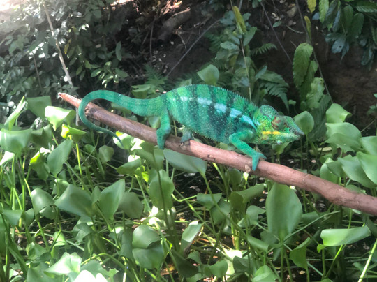 Nosy Be Tour Con Rico Aime-Hell-Ville必去景点