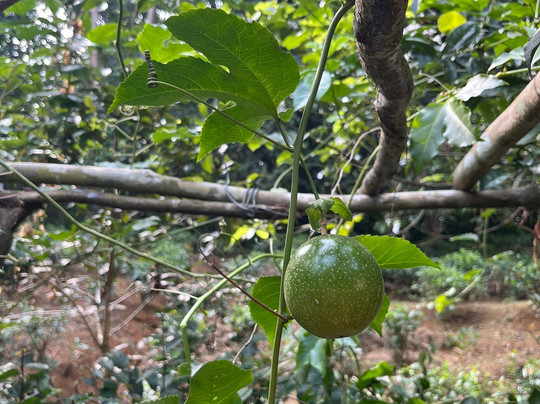 Leisure Land Villas主图