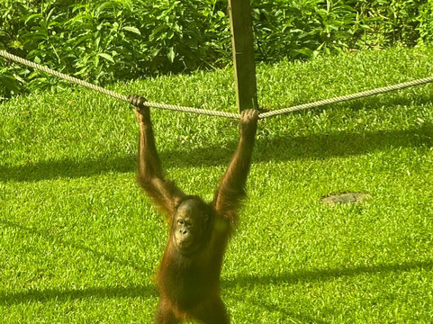 Coral Expeditions-凯恩斯必去景点