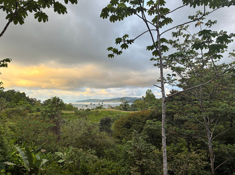 Drake Bay Greenleaf主图