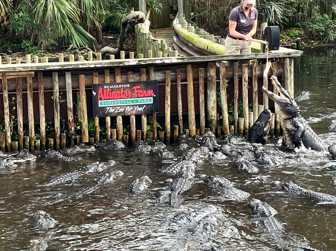 St. Augustine Alligator Farm Zoological Park-圣奥古斯丁必去景点