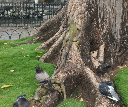 Parque Seminario-瓜亚基尔必去景点