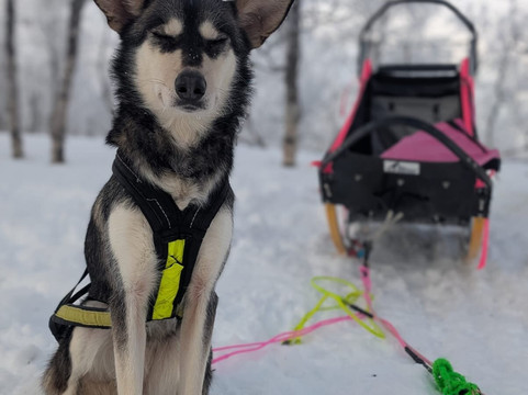 Happy Tails Husky Tours-特罗姆瑟必去景点