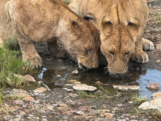 Mufasa Tours and Travels-内罗毕必去景点