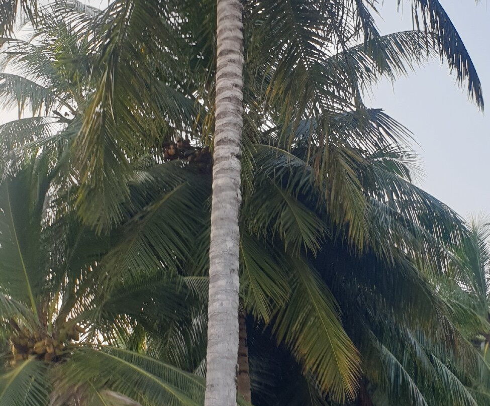 Thoddoo Sun Sky Inn主图