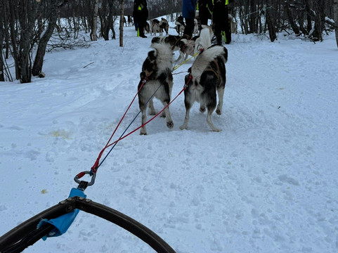 Northern Light Dog Adventure-Nordkjosbotn必去景点