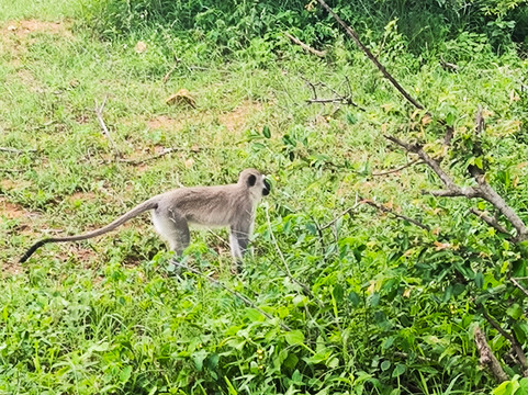 Pabeni Gate Kruger National Park-雾观必去景点