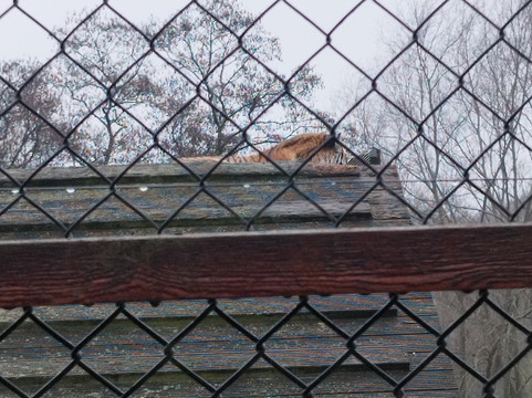 Colchester Zoo-科尔切斯特必去景点