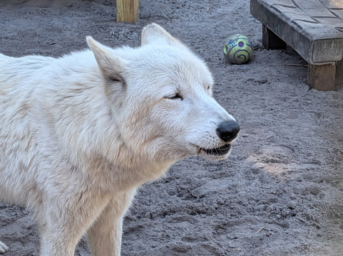 Shy Wolf Sanctuary Education & Experience Center-Golden Gate必去景点