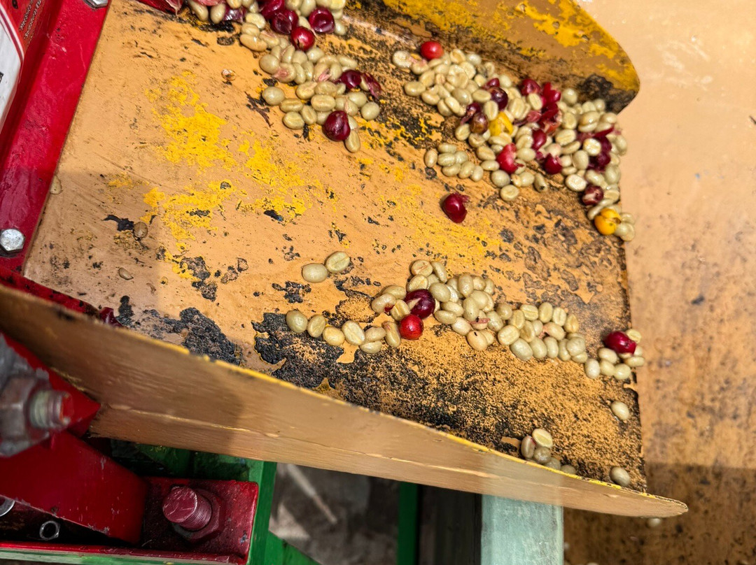 Café Monteverde Coffee Tour-圣埃伦娜必去景点