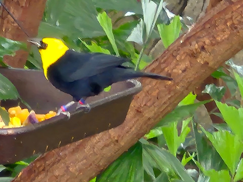 国家鸟类公园-匹兹堡必去景点