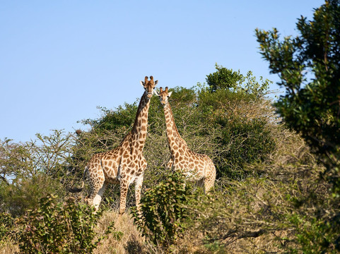 Olivewood Wildlife Estate & Golf Club-东伦敦必去景点