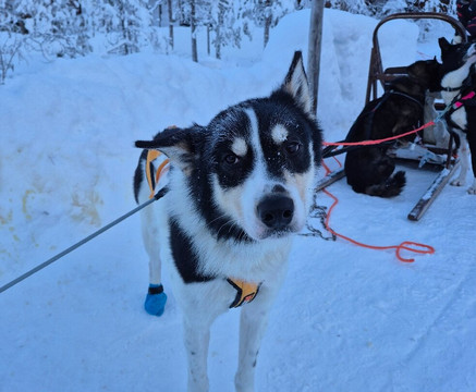 Hetta Huskies-Enontekiö必去景点