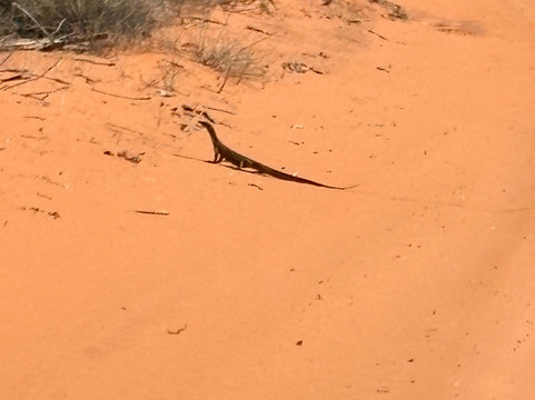 Wildsights-德纳姆必去景点