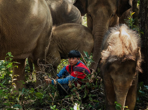 Elephant Freedom Village-清迈必去景点