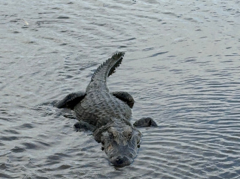 Ragin Cajun Airboat Tours-新奥尔良必去景点