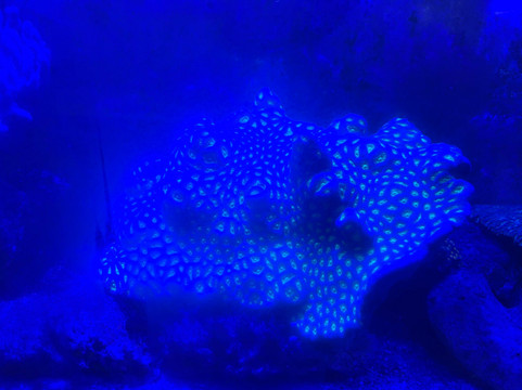 Pusat Ikan Hiasan-波德申必去景点