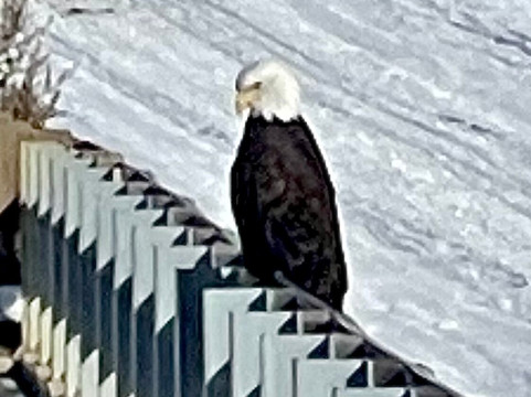Old Faithful Snowmobile Tours - Day Tours-杰克逊必去景点