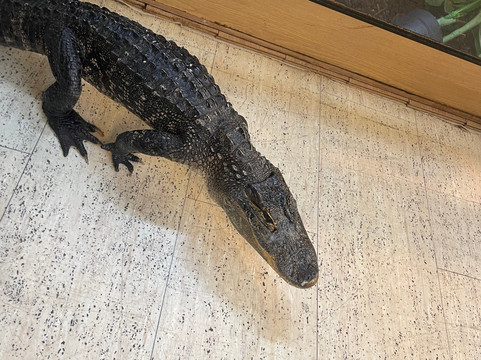 Crocs R Us-Filton必去景点