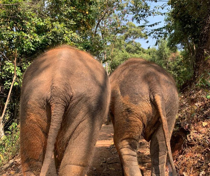 Elephant Freedom Village-清迈必去景点
