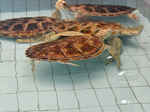 Sea Turtle Village-沙努尔必去景点