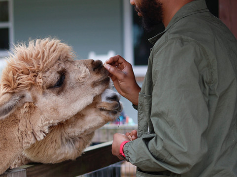 Shady Rest Alpacas-杰克逊维尔必去景点