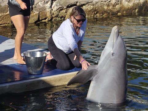 Dolphin Life-拉哥岛必去景点