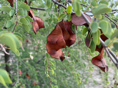 Goondiwindi Botanic Gardens of the Western Woodlands-Goondiwindi必去景点