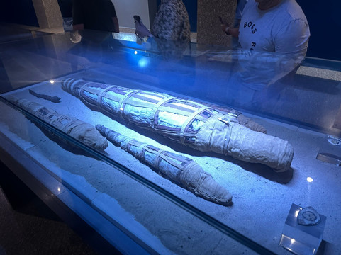 Crocodile Museum-Kom Ombo必去景点