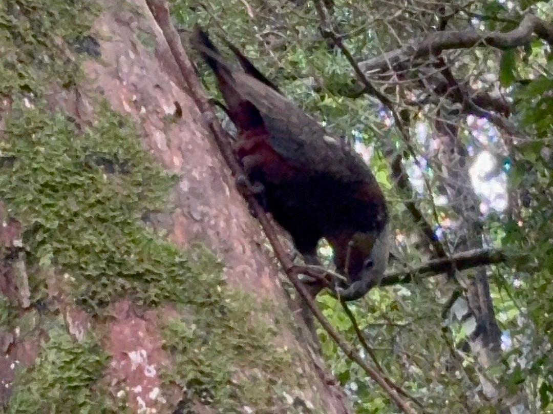 Ruggedy Range Wilderness Experience-斯图尔特岛必去景点