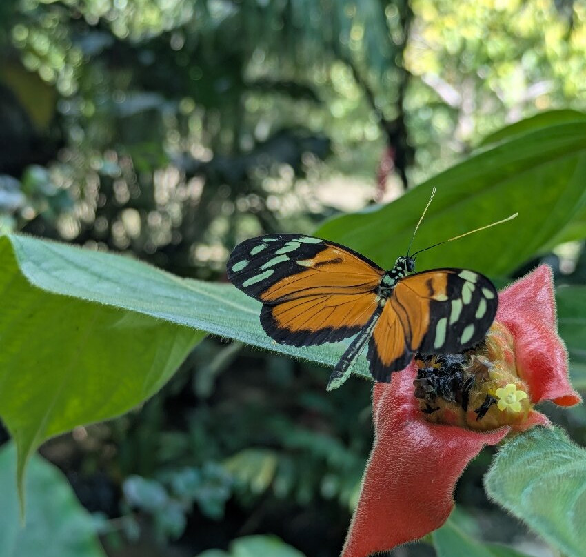 Royal Butterflies-哈科必去景点