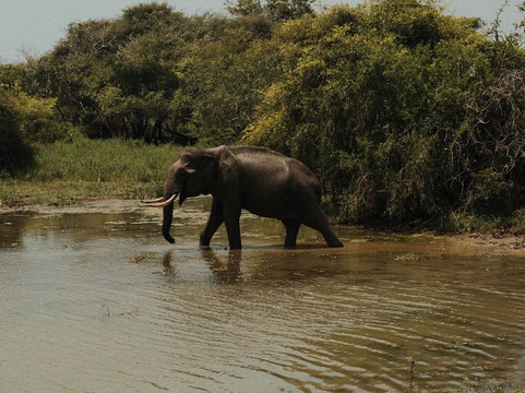 Roshan Safari-蒂瑟默哈拉默必去景点