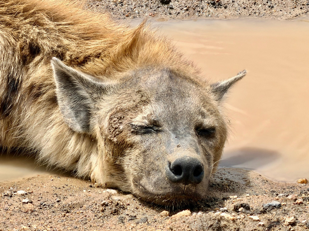 Carnivores Safaris Limited-阿鲁沙必去景点