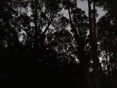 Treehouse Retreat at Diamond Waters主图