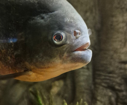 Galway Atlantaquaria-戈尔韦必去景点