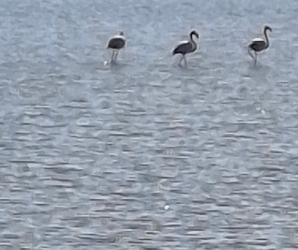 Riserva Naturale Diaccia Botrona-佩斯卡亚堡必去景点