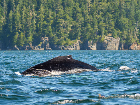 Vancouver Island Photo Tours-Port McNeill必去景点