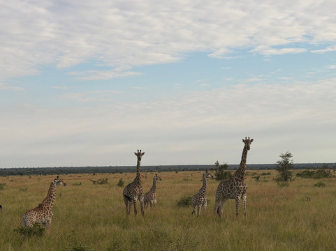 The Other Animals Safaris-克鲁格国家公园必去景点