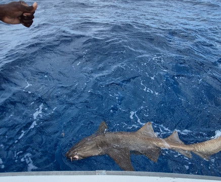 Mystic Amara III - Deep Sea & Bottom Fishing Charters-Jolly Harbour必去景点