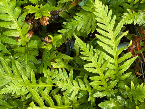 Kwekerij Morning Glory-Aalsmeer必去景点