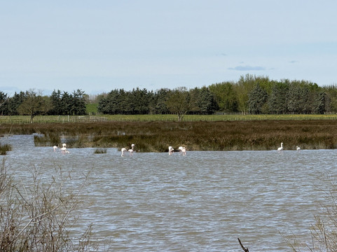 Happy Tour Camargue-艾格莫尔特必去景点